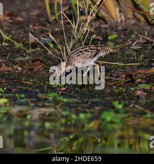 Latham's Snipe alla ricerca di cibo sul bordo di un lago nel Queensland, Australia. ( Gallinago hardwickii ) Foto Stock