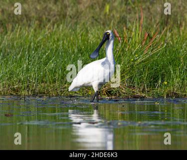 Royal Spoonbill che si nutrono in un lago, alla luce del mattino. Queensland, Australia.(Platalea regia) Foto Stock