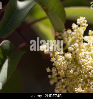 Bianco fioritura Staminate racemose panicle di Sumac riposo, Malosma Laurina, Anacardiaceae, arbusto nativo nelle montagne di Santa Monica, estate. Foto Stock