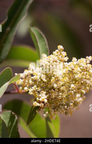 Bianco fioritura Staminate racemose panicle di Sumac riposo, Malosma Laurina, Anacardiaceae, arbusto nativo nelle montagne di Santa Monica, estate. Foto Stock