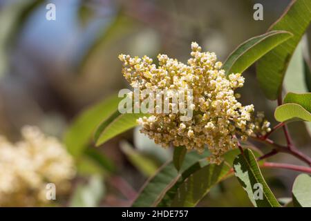 Bianco fioritura Staminate racemose panicle di Sumac riposo, Malosma Laurina, Anacardiaceae, arbusto nativo nelle montagne di Santa Monica, estate. Foto Stock