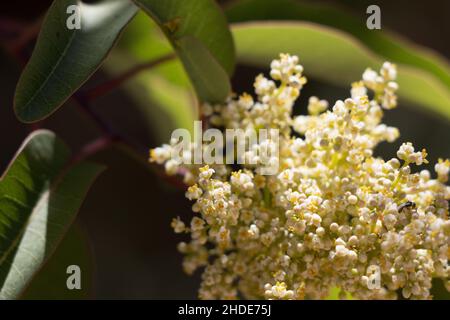 Bianco fioritura Staminate racemose panicle di Sumac riposo, Malosma Laurina, Anacardiaceae, arbusto nativo nelle montagne di Santa Monica, estate. Foto Stock