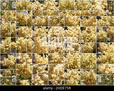 Bianco fioritura Staminate racemose panicle di Sumac riposo, Malosma Laurina, Anacardiaceae, arbusto nativo nelle montagne di Santa Monica, estate. Foto Stock