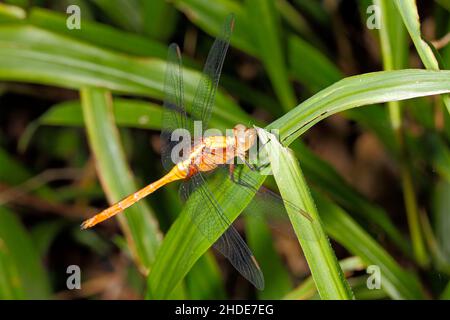 Fiery Skimmer Dragonfly, Orthetrum villosovittatum. Femmina. Coffs Harbour, New South Wales, Australia Foto Stock