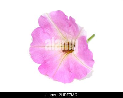 Primo piano sul fiore rosa Petunia isolato su sfondo bianco Foto Stock