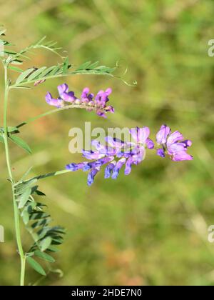 Il fiore viola su una pianta selvaggia di vetch di vacca di cracca di Vicia Foto Stock