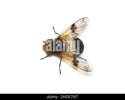 La hoverfly Volucella pellucens su sfondo bianco Foto Stock