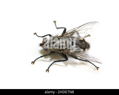 Common housefly Musca domestica isolati su sfondo bianco Foto Stock