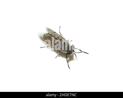 Bloodsucking Horse Fly cleg Haematopota su sfondo bianco Foto Stock