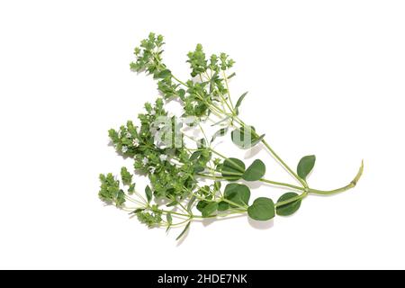 Origanum vulgare dolce marjoram pianta fioritura fiori bianchi isolati Foto Stock