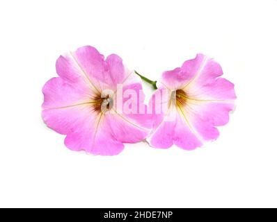 Closeup on pink Petunia flower isolated on white background Foto Stock