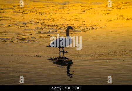 Winter, Schwan auf dem EIS auf der Havel, Insel Eiswerder, Haselhorst, Spandau, Berlino, Germania Foto Stock