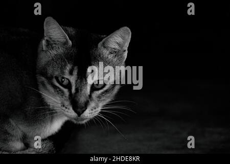 Foto in bianco e nero di un gatto Foto Stock