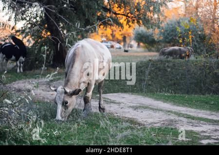 Mucca bianco-marrone pascolo con testa giù all'erba con altre due mucche sullo sfondo in prato nella foresta in autunno. Vita del coltivatore. Prodotti naturali Foto Stock