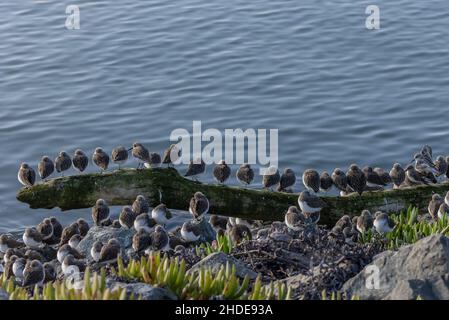 Wader Flock, principalmente Sandpiper occidentale, Calidris mauri, arroccato in alta marea, San Francisco Bay, California. Foto Stock