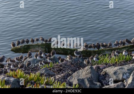 Wader Flock, principalmente Sandpiper occidentale, Calidris mauri, arroccato in alta marea, San Francisco Bay, California. Foto Stock