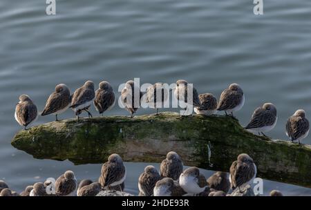 Wader Flock, principalmente Sandpiper occidentale, Calidris mauri, arroccato in alta marea, San Francisco Bay, California. Foto Stock