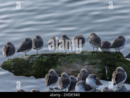 Wader Flock, principalmente Sandpiper occidentale, Calidris mauri, arroccato in alta marea, San Francisco Bay, California. Foto Stock