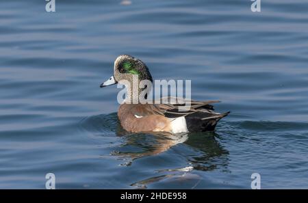 Wigeon maschile americano, Mareca americana, sul mare, in inverno. Foto Stock