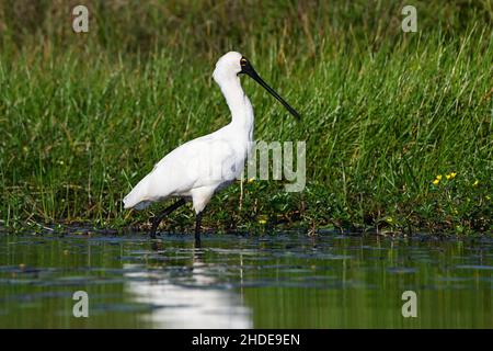 Royal Spoonbill che si nutrono in un lago, alla luce del mattino. Queensland, Australia.(Platalea regia) Foto Stock