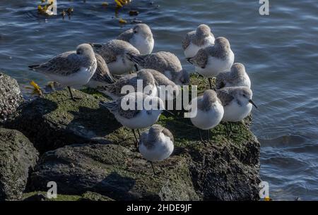 Gruppo di sandpipers occidentali, Calidris mauri, su roccia a alta marea roost, California. Foto Stock