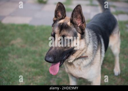 Ritratto del giovane cane pastore tedesco Foto Stock