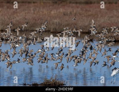 Grande gregge di sandpiper occidentale, Calidris mauri, (con pochi Dunlin) Foto Stock