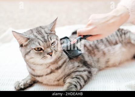 Donna che pettina il gatto britannico con una spazzola per animali domestici. Il gatto tabby dispiaciuto è stato spazzolato a casa. Cura e cura degli animali domestici Foto Stock