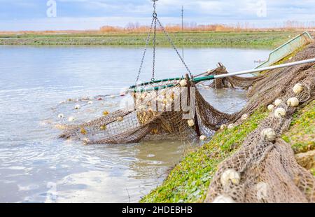 Estrazione di una paletta di pesca completa con la crap dal laghetto di pesci, raccolto commerciale presso l'allevamento di pesci. Foto Stock