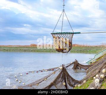 Estrazione di una paletta di pesca completa con la crap dal laghetto di pesci, raccolto commerciale presso l'allevamento di pesci. Foto Stock