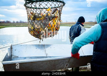 Estrazione di una paletta di pesca completa con crap dal laghetto di pesci per la classificazione, raccolto commerciale presso l'allevamento ittico. Foto Stock