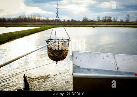 Estrazione di una paletta di pesca completa con crap dal laghetto di pesci per la classificazione, raccolto commerciale presso l'allevamento ittico. Foto Stock