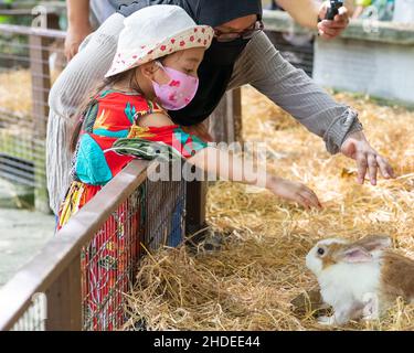 Una ragazza piccola sta alimentando i coniglietti bruni carini in una gabbia di legno. Foto Stock