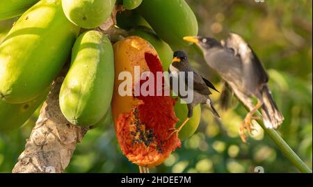 Javan Myna mangiare una papaya frutta Foto Stock