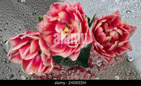 Tre tulipani rossi umidi su sfondo grigio lucido con gocce d'acqua e riflessi. Bouquet di bei fiori di primavera come simbolo di amore Foto Stock