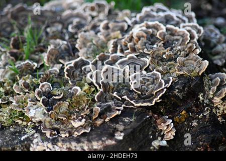 Funghi a forma di rosa, a forma di fiore con bordi bianchi, coda di tacchetto, funghi a staffa Trametes versicolor che crescono su un vecchio ceppo di albero Foto Stock