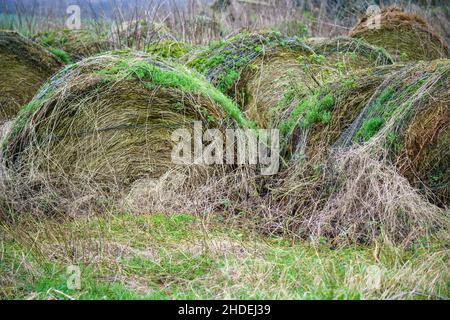 diverse balle di fieno rotonde, vecchie e collassate, con vegetazione verde che cresce in cima Foto Stock