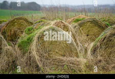 diverse balle di fieno rotonde, vecchie e collassate, con vegetazione verde che cresce in cima Foto Stock