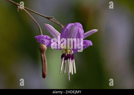 Dichopogon Capillipes, ma colorazione insolita Foto Stock