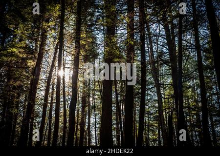 Le razze del sole sbirciano attraverso una silhouette di alberi in una foresta in un giorno d'autunno. I molti tronchi degli alberi formano strisce verticali attraverso il telaio del im Foto Stock