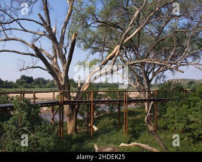 Passeggiata a bordo nel Great Limpopo Transfrontier Park in Africa Foto Stock