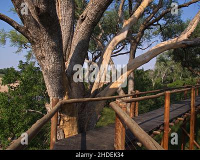 Passeggiata a bordo nel Great Limpopo Transfrontier Park in Africa Foto Stock