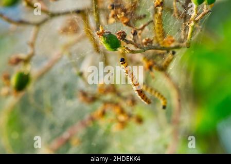 Yponomeuta malinellus o mela ermine moth. Colonia di larve su ramo di albero giardino Foto Stock