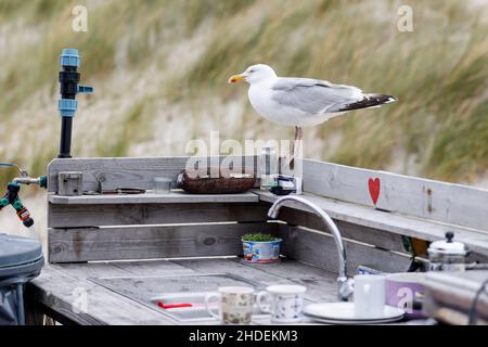 Kampen, Germania. 19th luglio 2021. Un gabbiano, soprannominato 'mrs. Huber' presso il bagnino, siede al lavandino della stazione del bagnino. Si dice che sia venuta alla stazione da 25 anni. Credit: Frank Molter/dpa/Alamy Live News Foto Stock