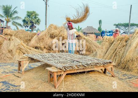 Il metodo di trebbiatura del paddy mostrato in questa figura è laborioso e vecchio. Questo metodo di trebbiatura del riso richiede molta più gente e richiede più tempo Foto Stock