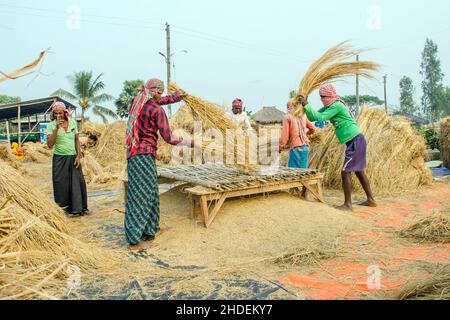 Il metodo di trebbiatura del paddy mostrato in questa figura è laborioso e vecchio. Questo metodo di trebbiatura del riso richiede molta più gente e richiede più tempo Foto Stock