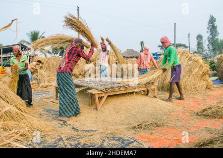 Il metodo di trebbiatura del paddy mostrato in questa figura è laborioso e vecchio. Questo metodo di trebbiatura del riso richiede molta più gente e richiede più tempo Foto Stock