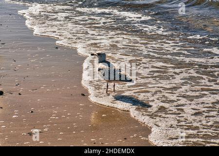 Seagull sulla spiaggia sabbiosa di zingst. Primo piano dell'uccello Foto Stock