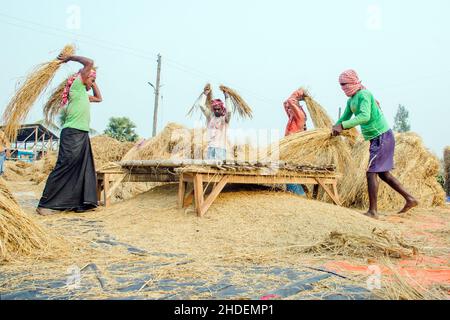Il metodo di trebbiatura del paddy mostrato in questa figura è laborioso e vecchio. Questo metodo di trebbiatura del riso richiede molta più gente e richiede più tempo Foto Stock