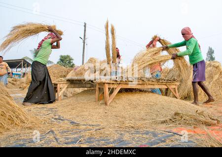 Il metodo di trebbiatura del paddy mostrato in questa figura è laborioso e vecchio. Questo metodo di trebbiatura del riso richiede molta più gente e richiede più tempo Foto Stock